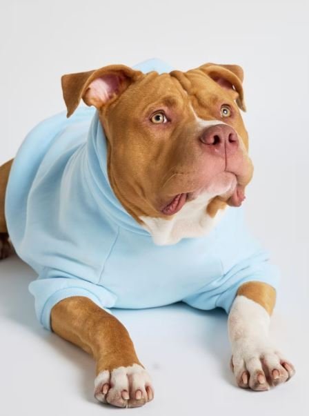 Buy Authentic Pastel Paw Hoodie Luxury Streetwear Online